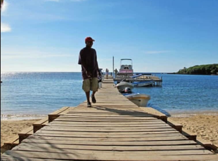 Coconut Tree West Bay