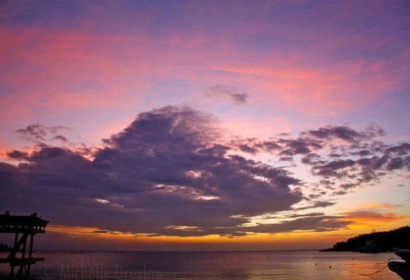 Coconut Tree West Bay