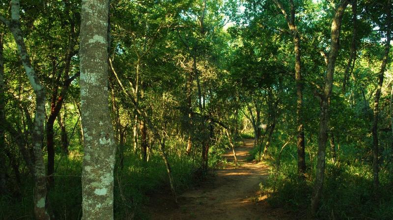 ホテル Umkhumbi Lodge