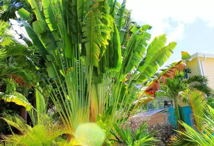 Majesty Palm