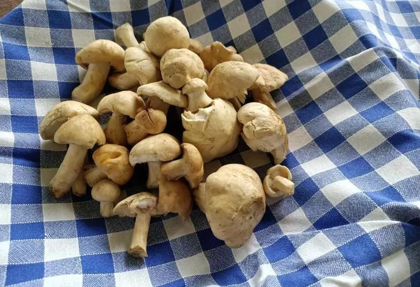 هتل Albergo Lago Verde