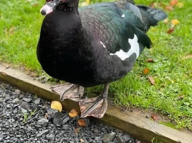 ホテル Hornshole Hideaway Caravan Hawick