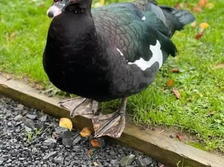 ホテル Hornshole Hideaway Caravan Hawick