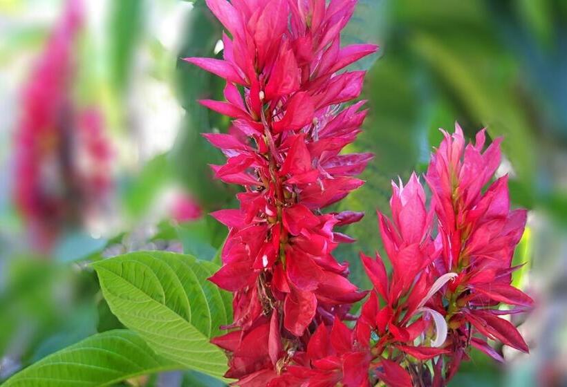 پانسیون Casa Colonial Betty Saavedra