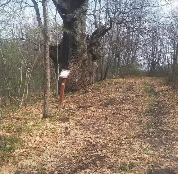 Aamiaismajoitus (B&B) Agribnb Casa Furnaredda