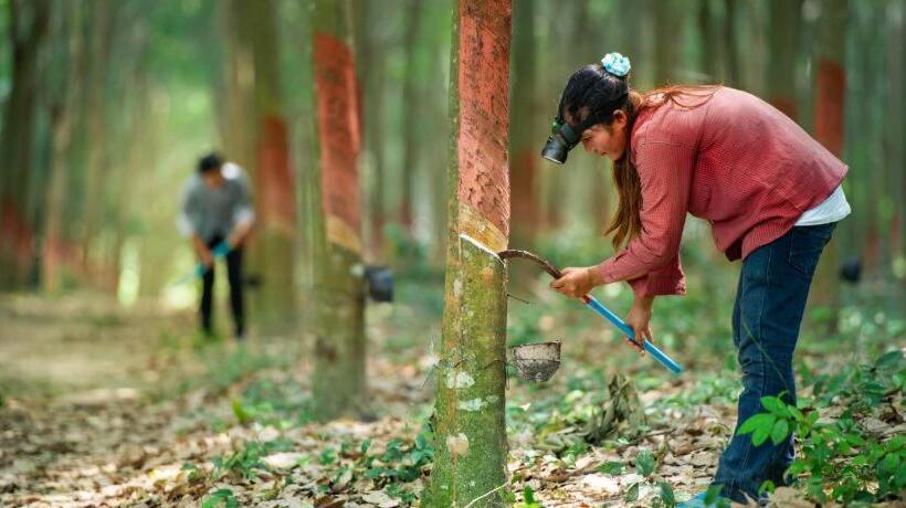 Hotel Mac Garden Resort