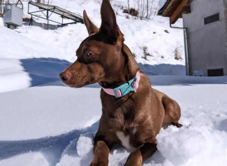 Отель Rifugio Alevè