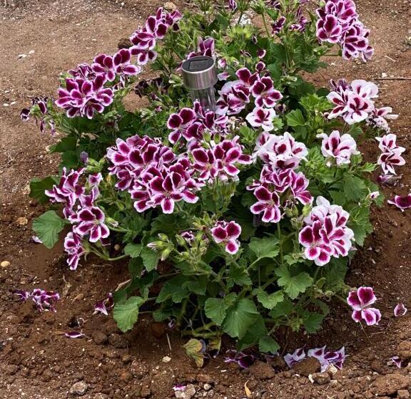 بنسيون Sale Di Mare