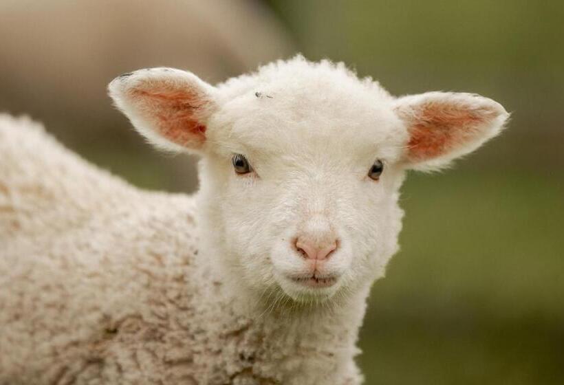 پانسیون The Shed