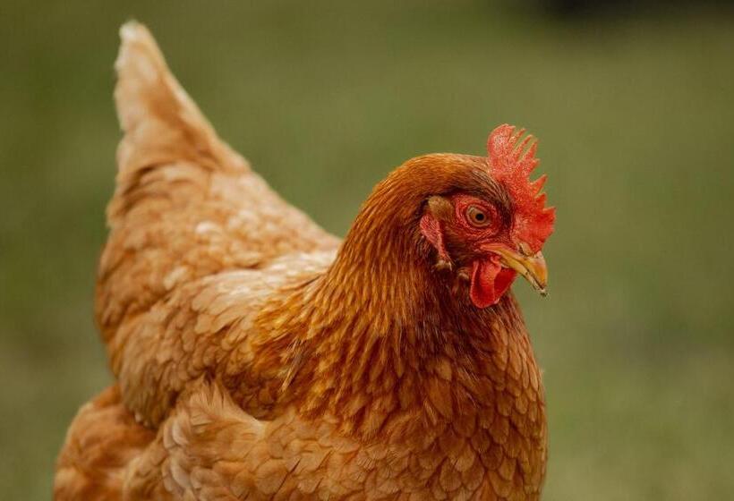 پانسیون The Shed