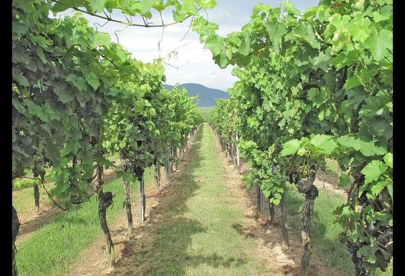 펜션 Gästehaus Weingut Glas