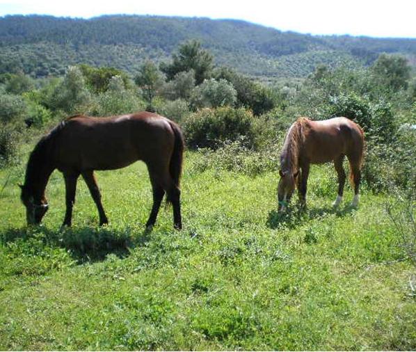 צימר Casa Masseria Le Ville