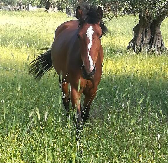 צימר Casa Masseria Le Ville