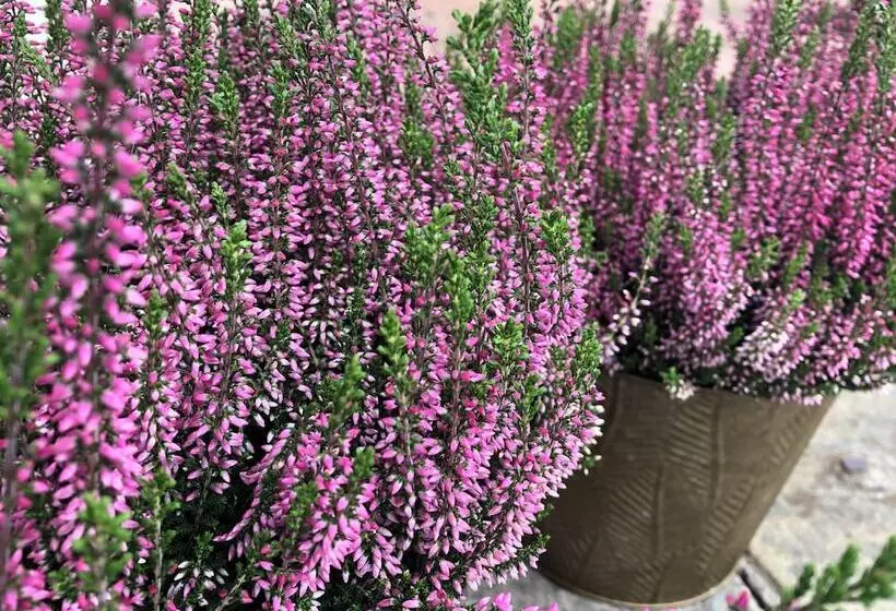 Luxurious Snug With Hottub Which Sleeps 2 In Fife