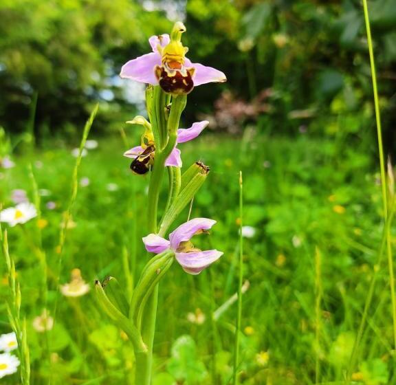 Bed and Breakfast Le Bois Des Fées De Chazelles
