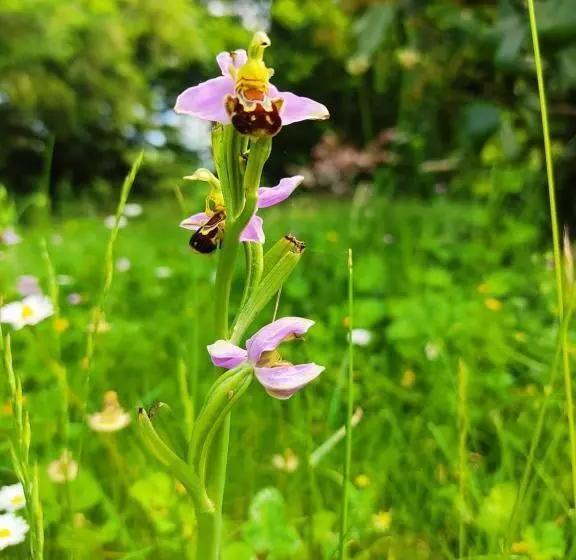 Aamiaismajoitus (B&B) Le Bois Des Fées De Chazelles