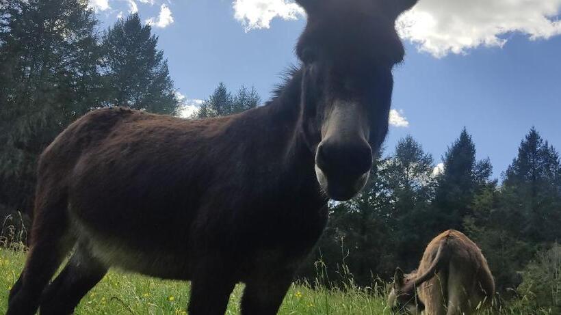 Bed and Breakfast Le Bois Des Fées De Chazelles