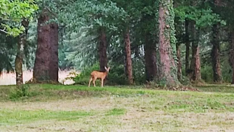Aamiaismajoitus (B&B) Le Bois Des Fées De Chazelles
