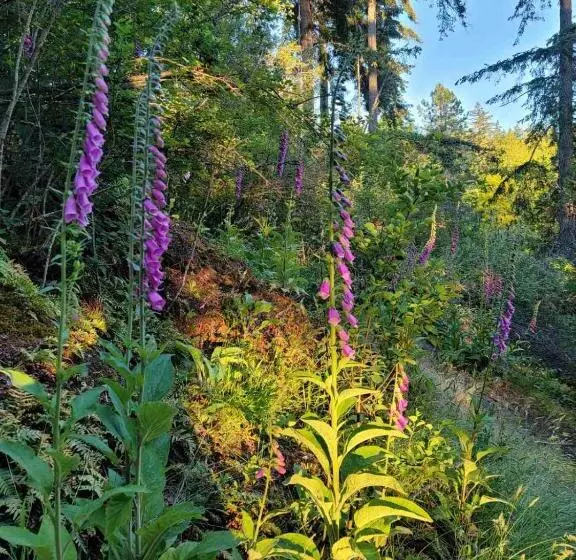 Majatalo West Vancouver Sunset Guesthouse