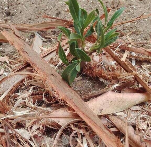 Simabo's Backpackers' Hostel
