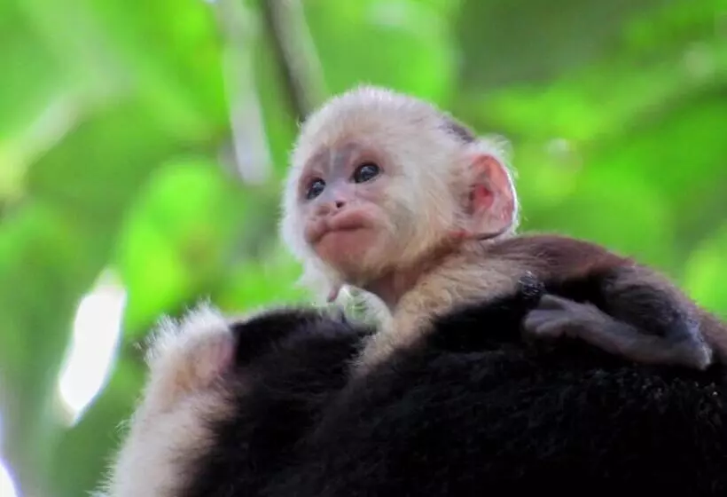 Hotelli Centro Manú