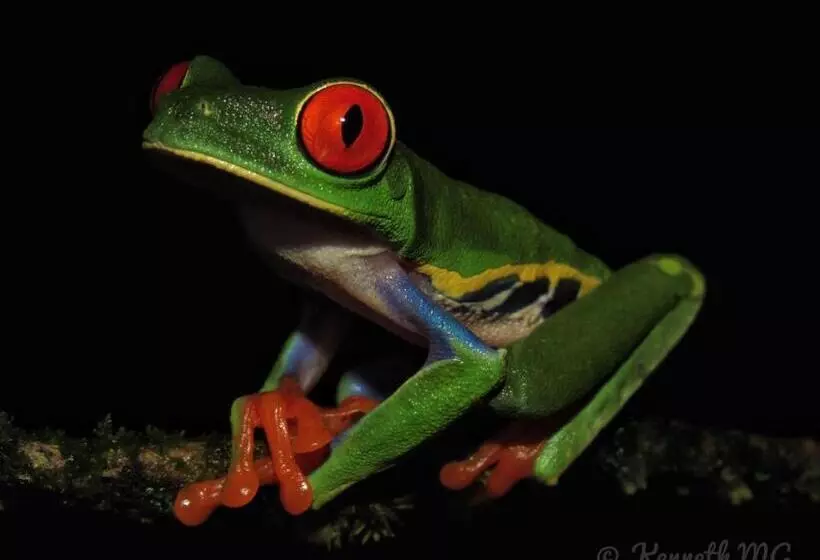 Hotelli Centro Manú