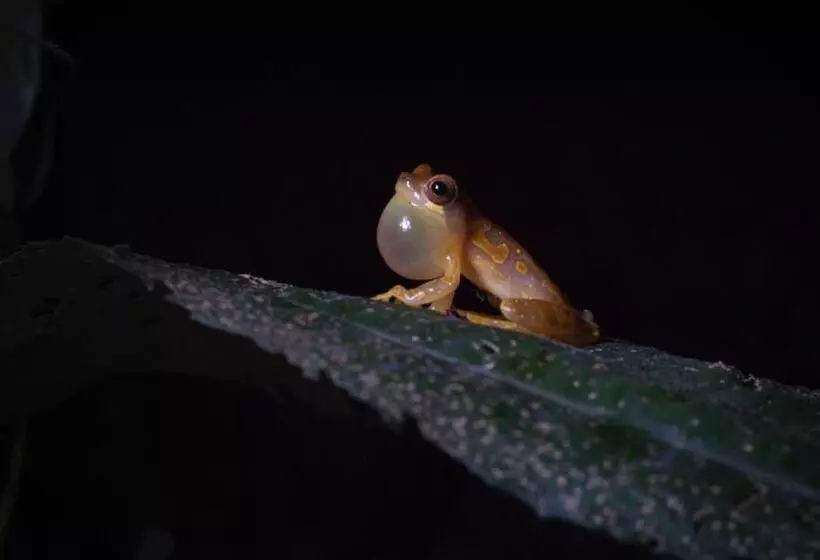 Hotelli Centro Manú