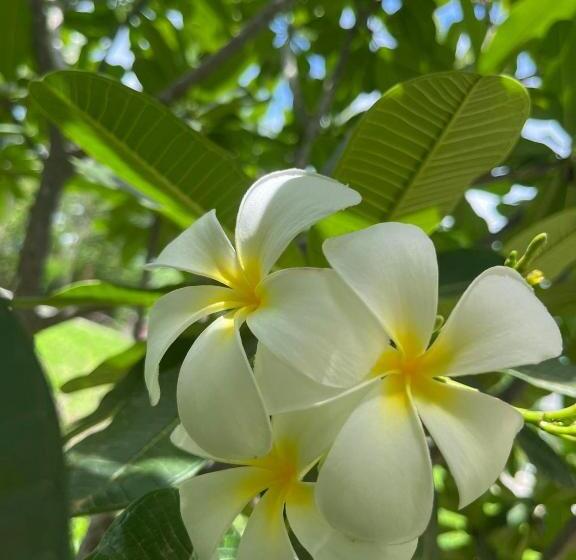 Fourtwoeight Pai Resort