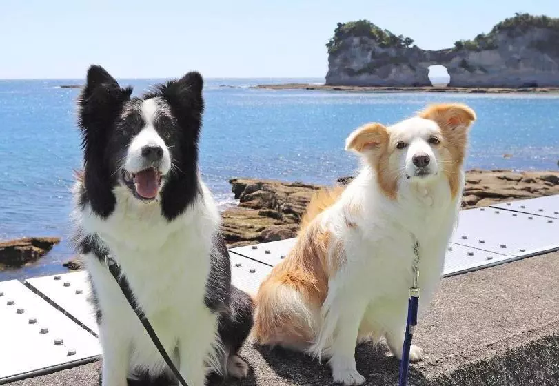 ホテル Nanki Shirahama Dog Paradise