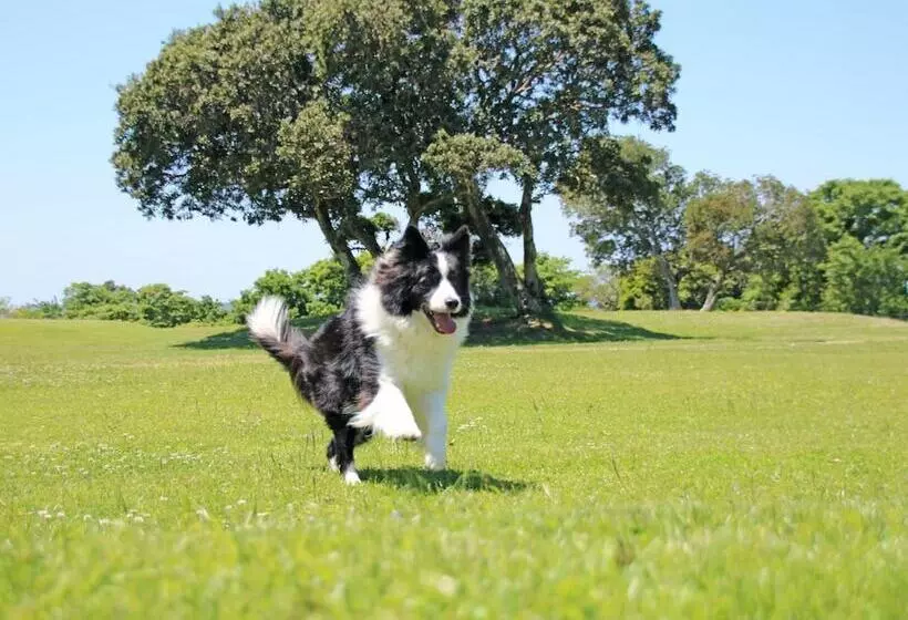ホテル Nanki Shirahama Dog Paradise