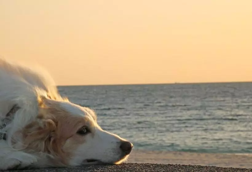 ホテル Nanki Shirahama Dog Paradise