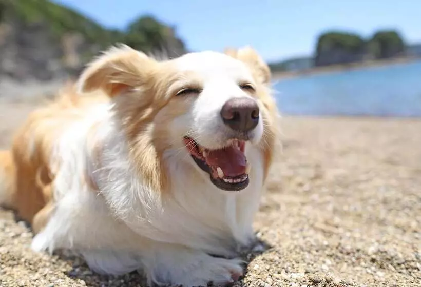 ホテル Nanki Shirahama Dog Paradise