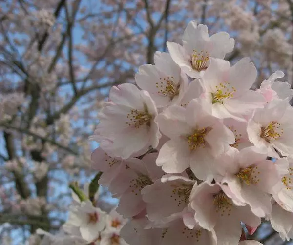 Hotelli Tenchikaku