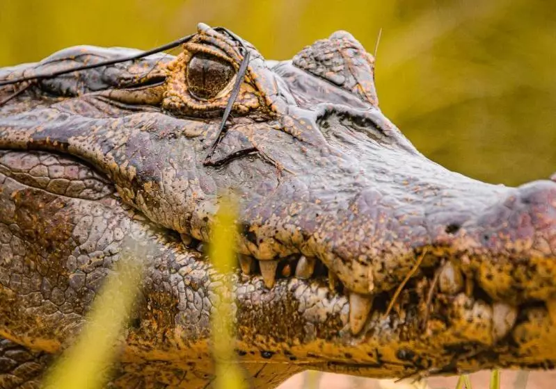 ホテル Pousada São João   Estrada Parque Pantanal