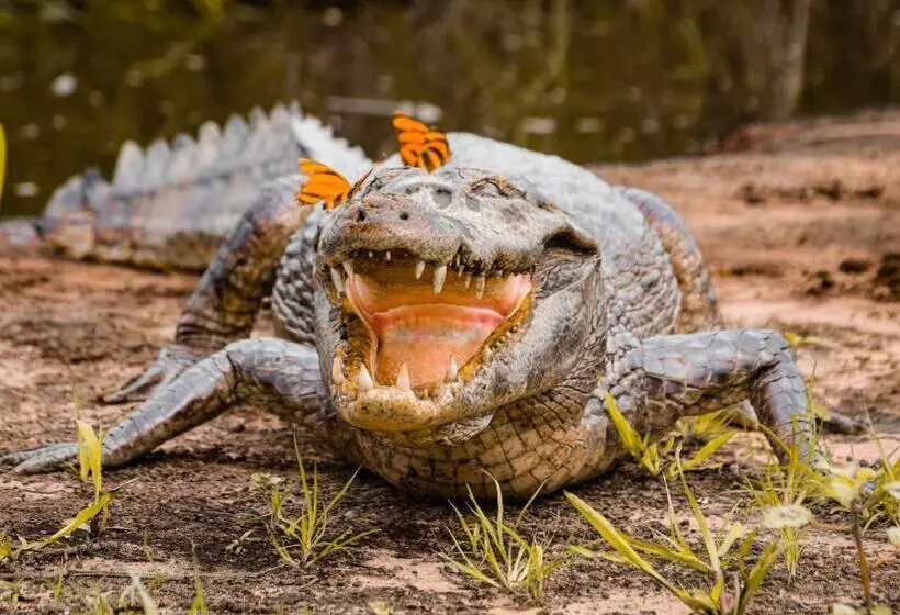 ホテル Pousada São João   Estrada Parque Pantanal