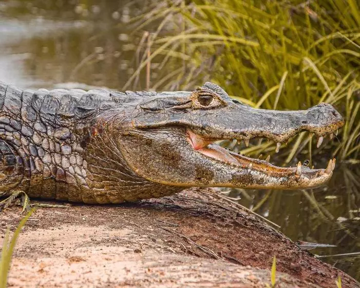ホテル Pousada São João   Estrada Parque Pantanal