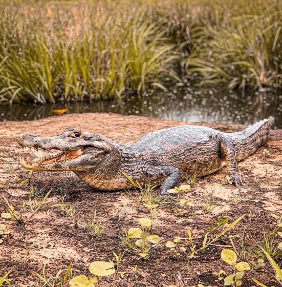 فندق Pousada São João Estrada Parque Pantanal