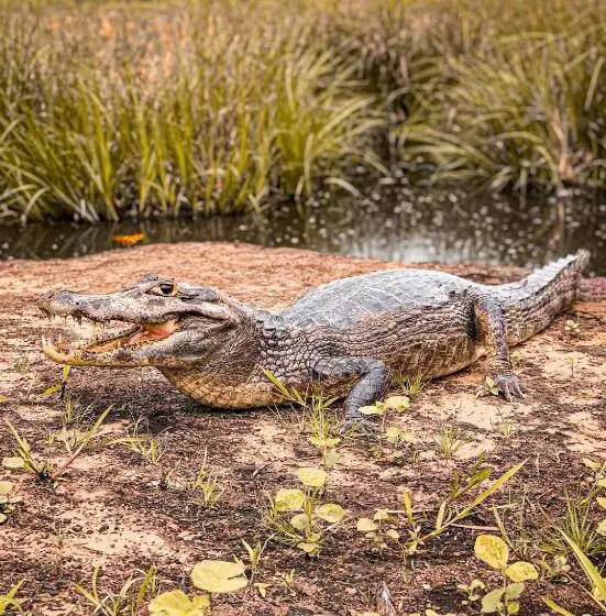 ホテル Pousada São João   Estrada Parque Pantanal