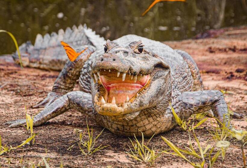 فندق Pousada São João Estrada Parque Pantanal