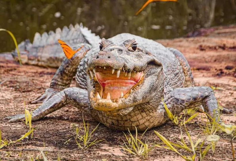 ホテル Pousada São João   Estrada Parque Pantanal