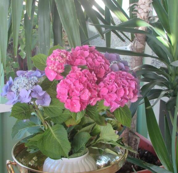 酒店 Haus Esplanade Adults Only