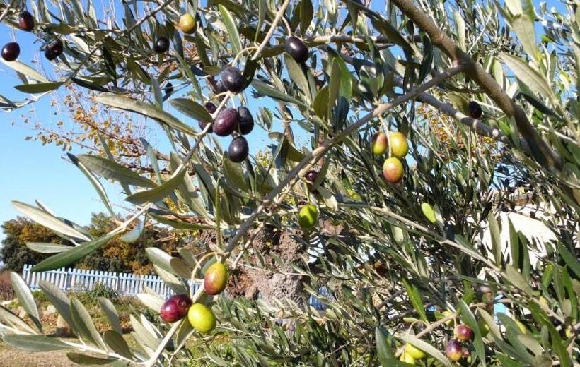 펜션 Les Coquettes