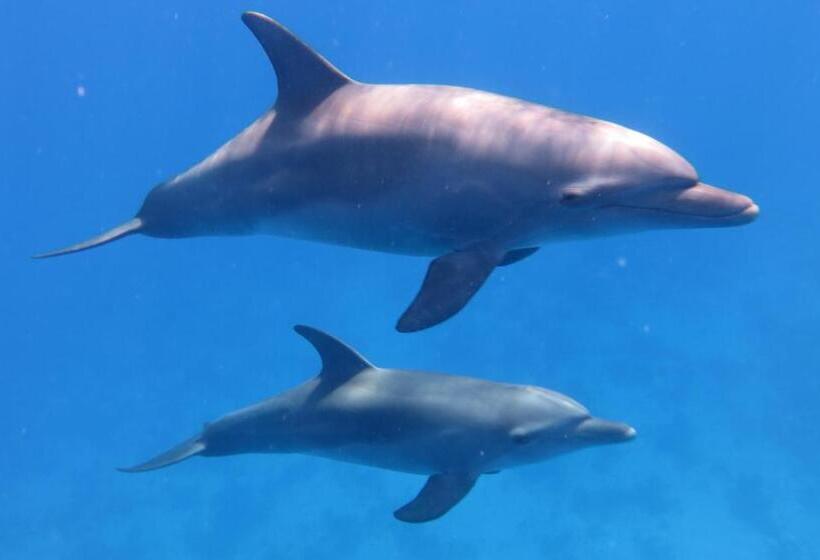 Amarina Abu Soma Resort & Aquapark