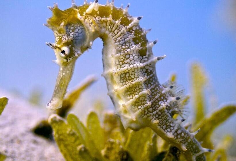 Amarina Abu Soma Resort & Aquapark