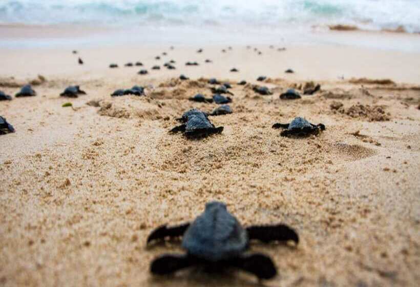 فندق Crystal Oceanic