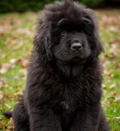 Hotel Arden Country House