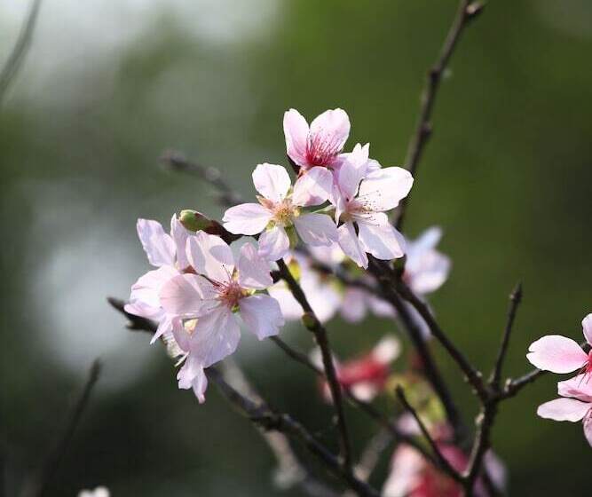בית מלון כפרי Green Forest Villa