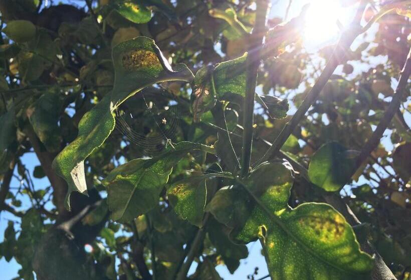 هتل Don Giacchì Country House