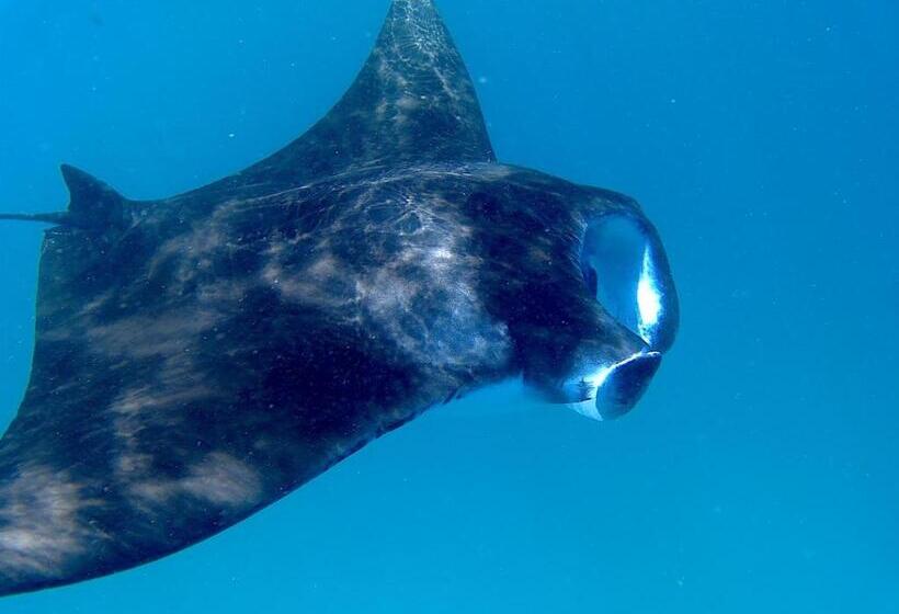 تختخواب و صبحانه Beach Villa Ukulhas