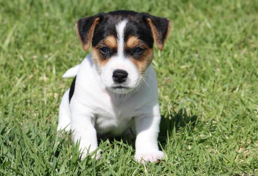 בית מלון כפרי The Noble Ant